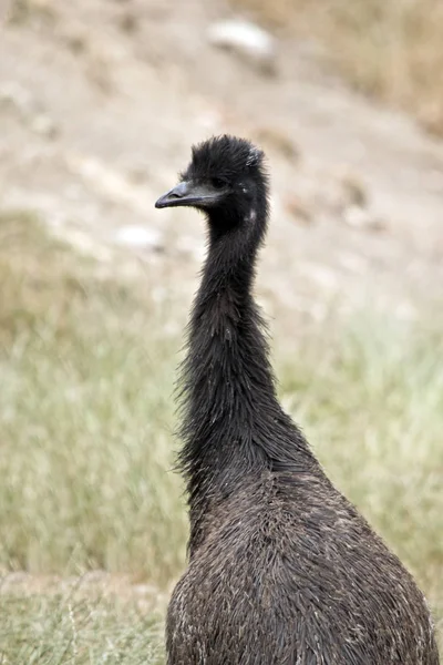 Young emu close up — Stock Photo, Image