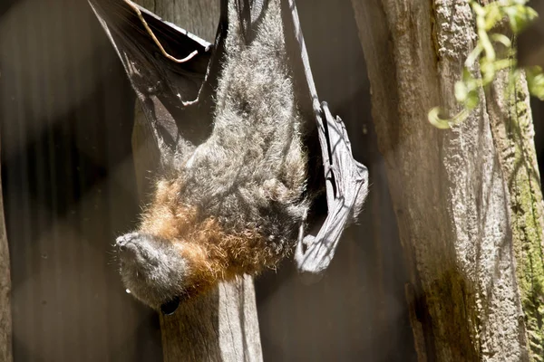 Fruit bat hanging — Stock Photo, Image