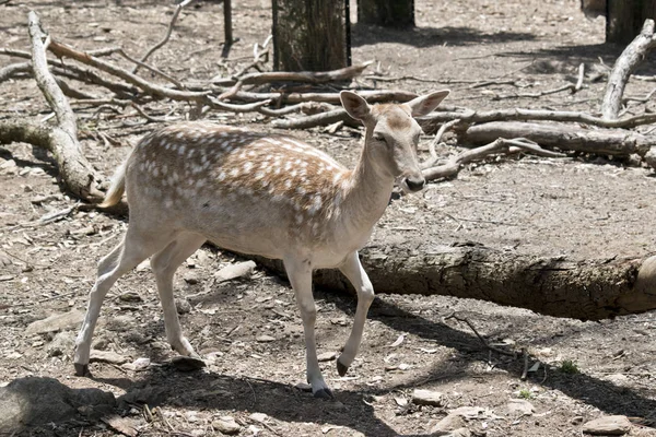 Jonge herten lopen — Stockfoto