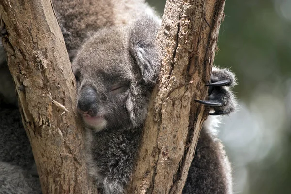 Joey Koala aus nächster Nähe — Stockfoto