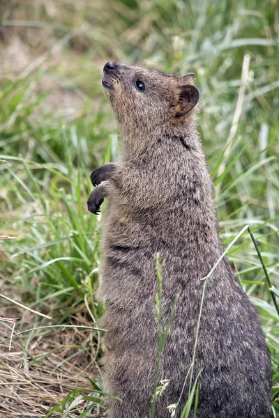 Klokan quokka zblízka — Stock fotografie