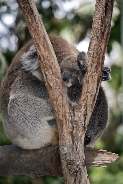 Koala con joey — Foto Stock