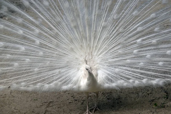 Pavão branco de perto — Fotografia de Stock