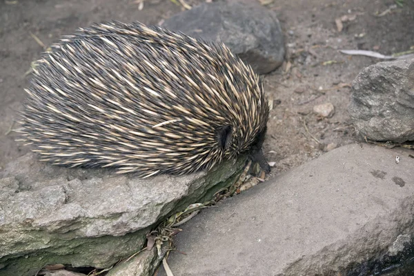 Echidna close up — Stock Photo, Image