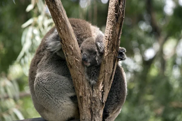 Koala met joey — Stockfoto