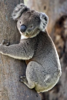 Koala ağaca