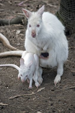 Albino kanguru joey ile