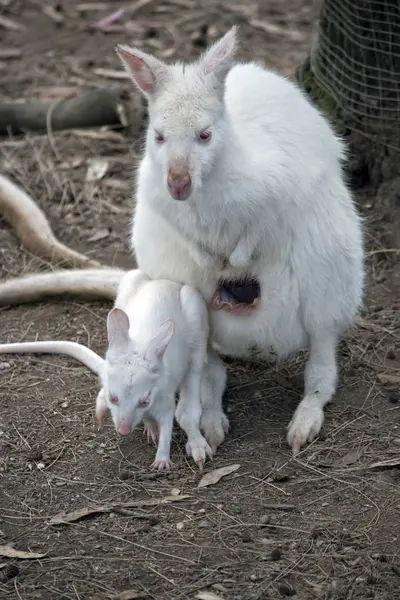 Albino kanguru joey ile — Stok fotoğraf