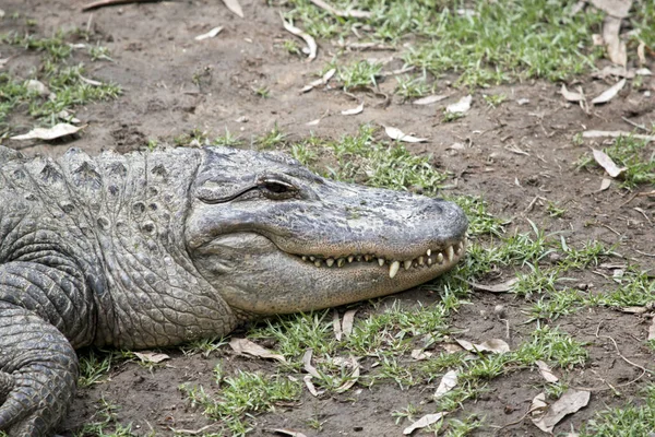 Widok z boku aligatora — Zdjęcie stockowe