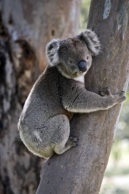 Koala tırmanma ağacı