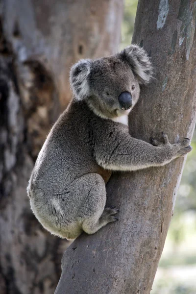 Koala klimboom — Stockfoto