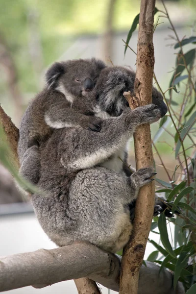 Koala s Joeym — Stock fotografie