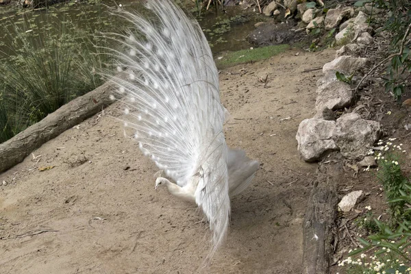 A white peacock — Stock Photo, Image