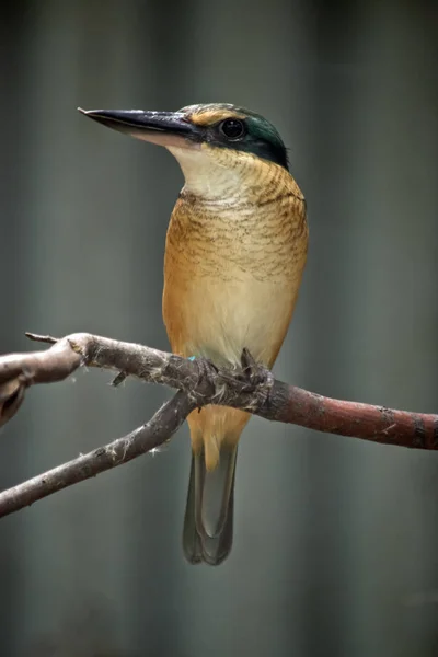 Kırmızı sırt kingfisher — Stok fotoğraf