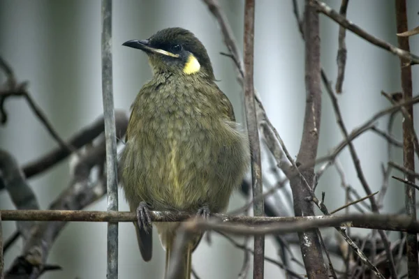 Lewin's Honeyeater appollaiato — Foto Stock