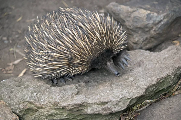 Echidna looking for food — Stock Photo, Image