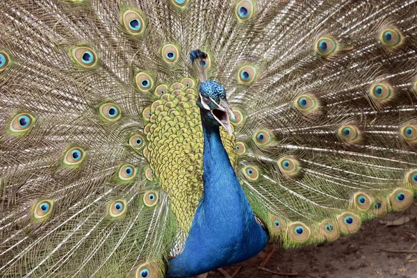Peacock visar fjädrar — Stockfoto
