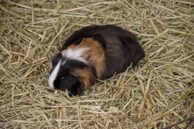 evde beslenen hayvan hamster
