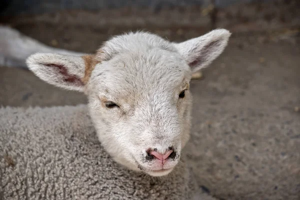 Ein junges Lamm — Stockfoto