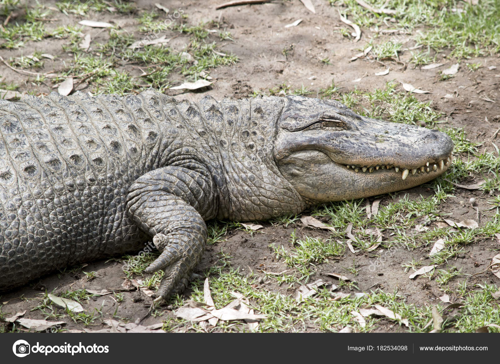 Alligator side view — Stock Photo © ozflash #182534098