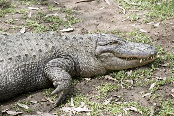 Alligator Seitenansicht — Stockfoto