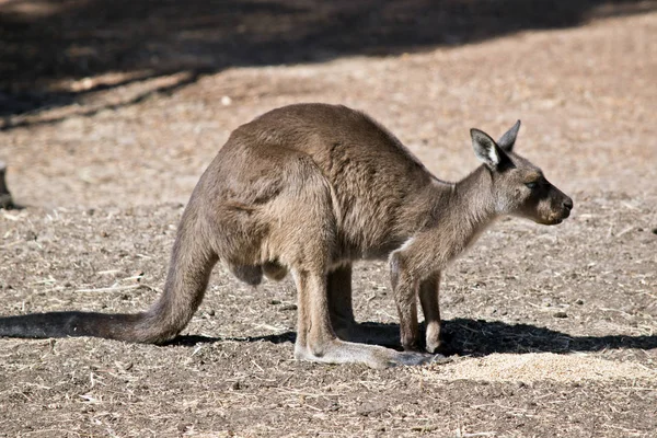 Um canguru-ilha canguru — Fotografia de Stock