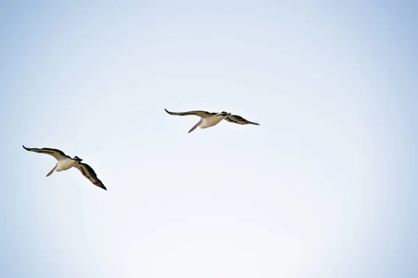 Due pellicani in volo sopra — Foto Stock