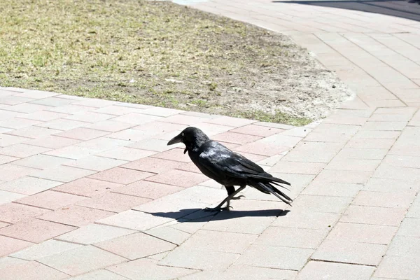 Un corbeau australien — Photo