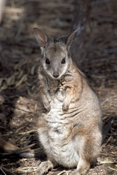 Tammar kanguru — Stok fotoğraf
