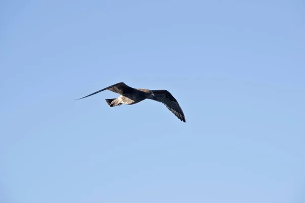 Juvenile pacific gull — Stock Photo, Image