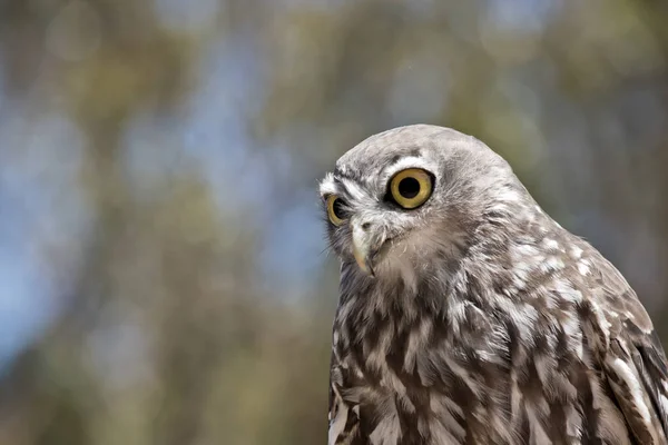 A barking owl — Stock Photo, Image