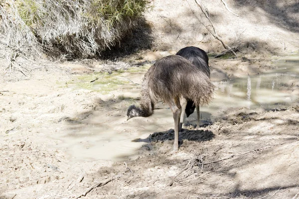 Two young emu — Stock Photo, Image