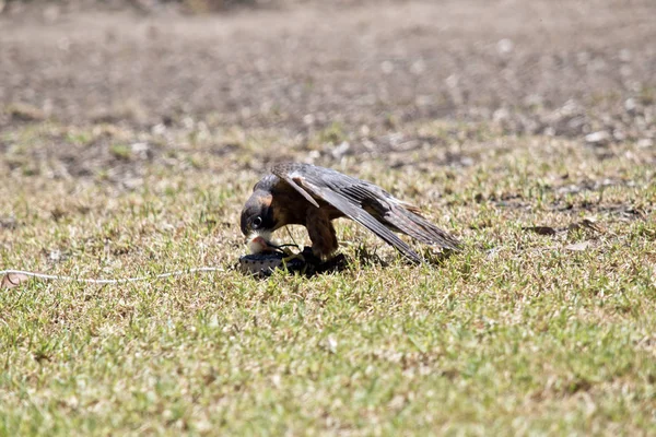 Un halcón hobby — Foto de Stock