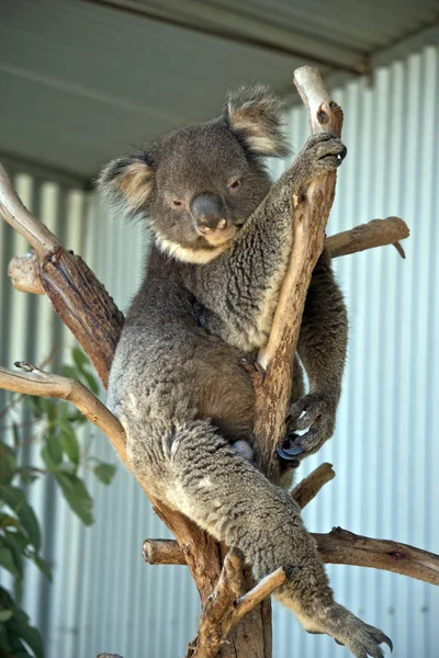 Koala in boom — Stockfoto