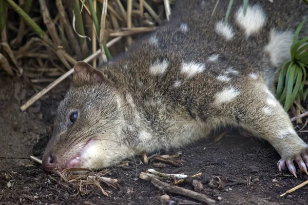Quoll is resting — Stock Photo, Image