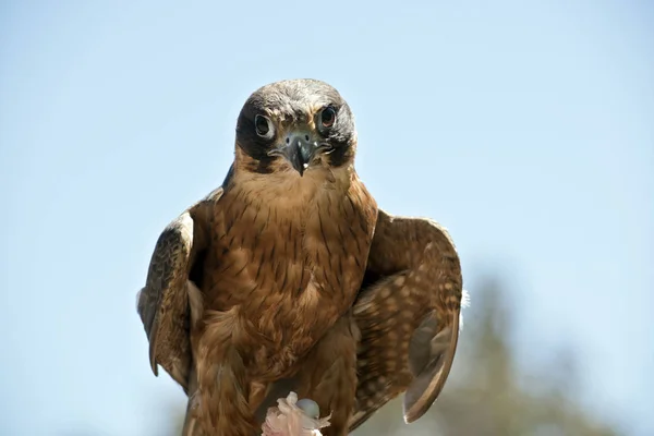 A hobby falcon — Stock Photo, Image