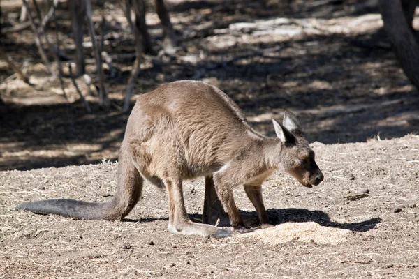 Een kangoeroe Kangaroo-eiland — Stockfoto