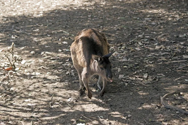 Um canguru-ilha canguru — Fotografia de Stock