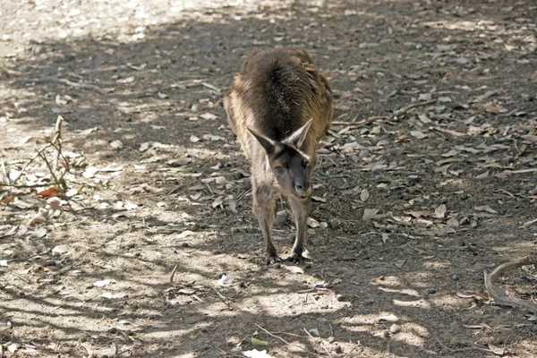 Um canguru-ilha canguru — Fotografia de Stock