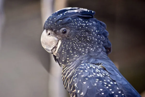 Cacatúa negra de cola roja —  Fotos de Stock