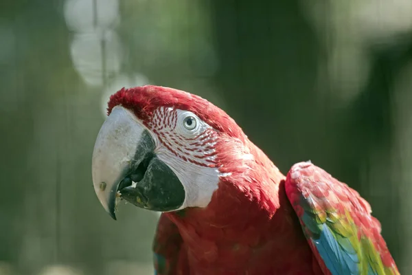 A scarlet macaw — Stock Photo, Image