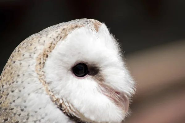 A barn owl — Stock Photo, Image