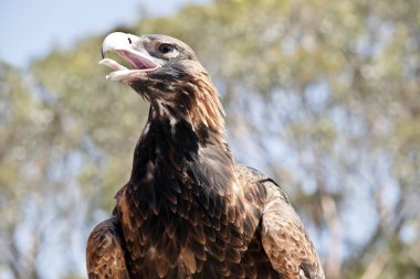 kama kuyruklu kartal