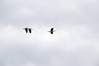 yüksekten uçuyor karabatak