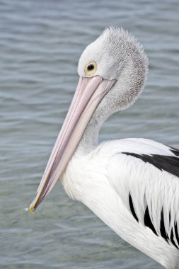 Australian pelican close up clipart