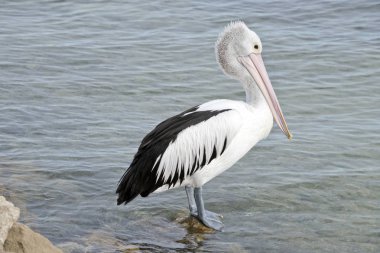 An Australian pelican clipart
