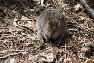 quokka yaprakları