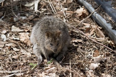 quokka dinlenme