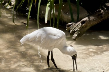 Bir Kara gagalı kaşıkçı