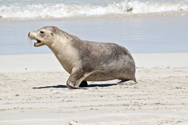 Un león marino —  Fotos de Stock